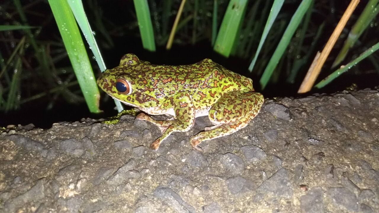 兵庫 中学生 ウシガエルを捕まえて食べてやる まさかの希少種を捕獲 ニュー速ゴールデン