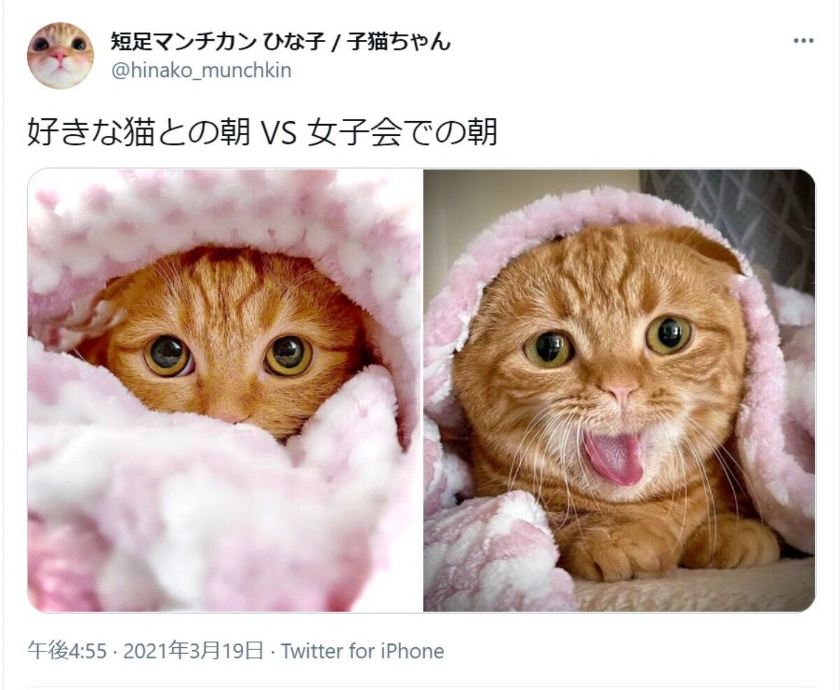 動画 好きな猫との朝 vs 女子会の朝 マンチカン女子の表情ギャップがたまらない まとめてニュースほっこり 動画 好きな猫との朝 vs 女子会の朝 マンチカン女子の表情ギャップがたまらない まとめてニュースほっこり