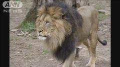 米動物園 園内全てのライオン・トラがコロナ感染