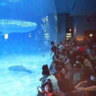 水族館の人気者、ユウユウの死から学ぶ海洋生物の命