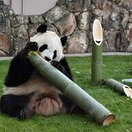 アドベンチャーワールドのパンダ全頭、中国へ返還！