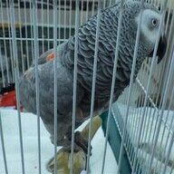 希少種のヨウム、落とし物からの衝撃の譲渡劇