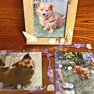 ピットブルによる咬傷事件 - 飼い主の心情に迫る