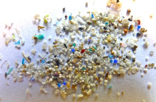 プラスチック微粒子の脳内濃度：腎臓や肝臓との比較