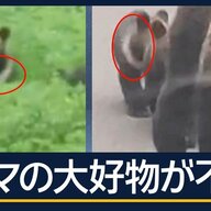 クマの襲撃とマス漁の関係について考える