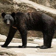 クマ駆除に反対する人々の心理とは？