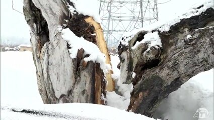 青森のリンゴ園が直面する災害級の大雪の影響