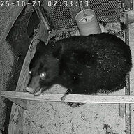 小国町でクマが地鶏を襲った！180羽の食害事件の真相とは？