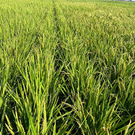 新米価格の大暴騰！消えたコメの真実とは？