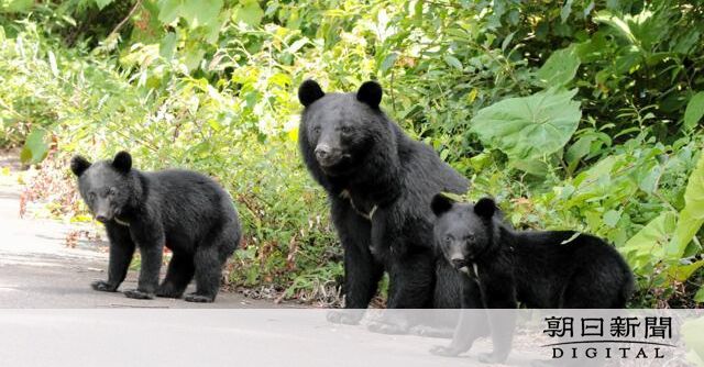 全国のクマ出没事情：過去最多の上半期を振り返る
