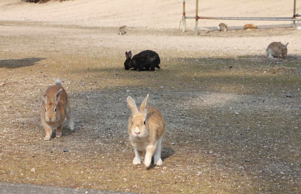 再逮捕された男がウサギ島で何をしたのか？事件の背景を探る