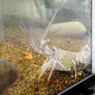 いすみで発見！珍しい白い伊勢エビの正体とは