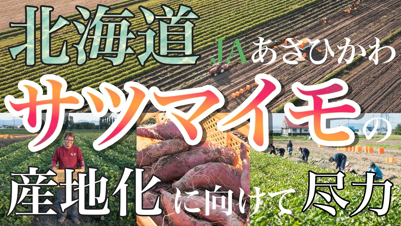 温暖化が生んだ北海道産サツマイモの急成長とその魅力