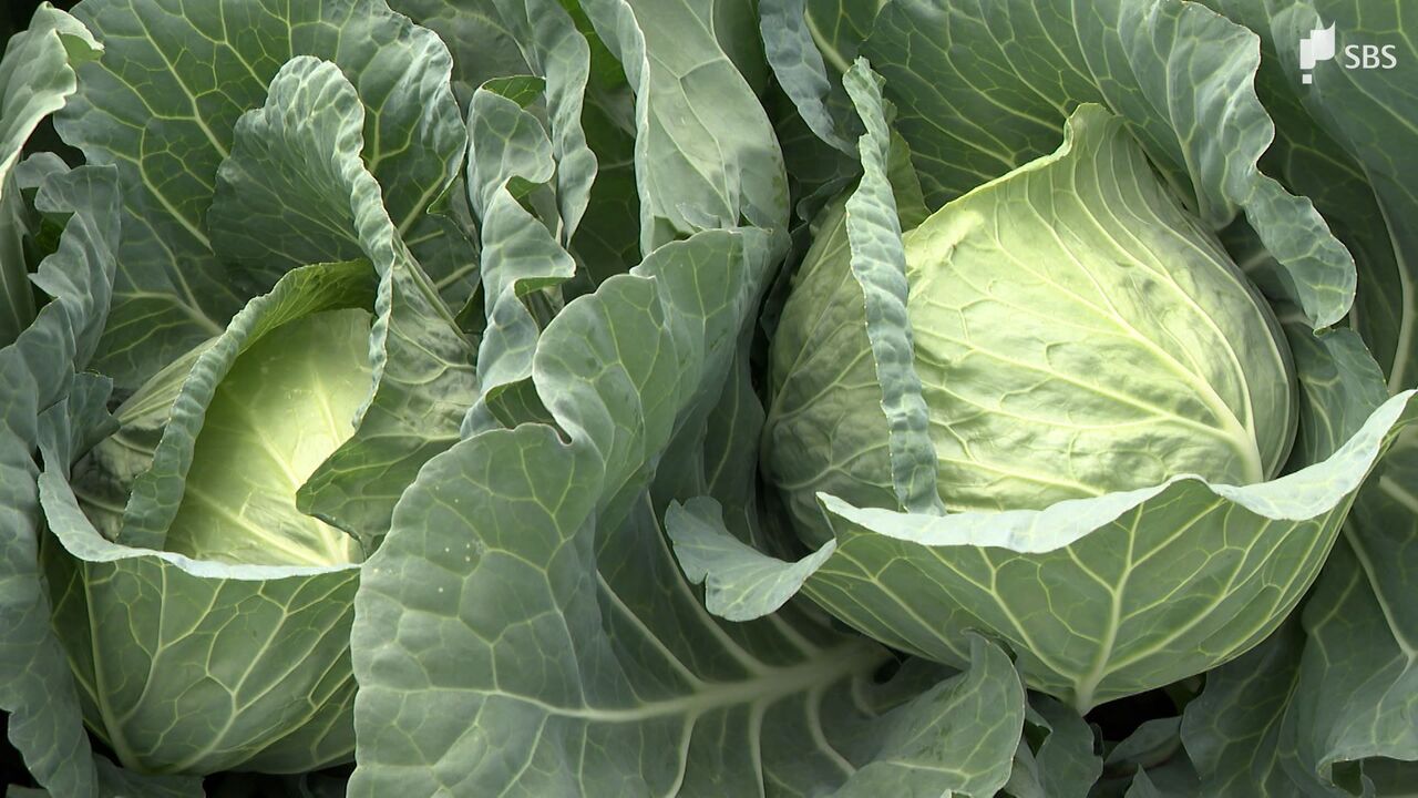 高騰する野菜価格の影で：キャベツ800玉盗難事件の真相