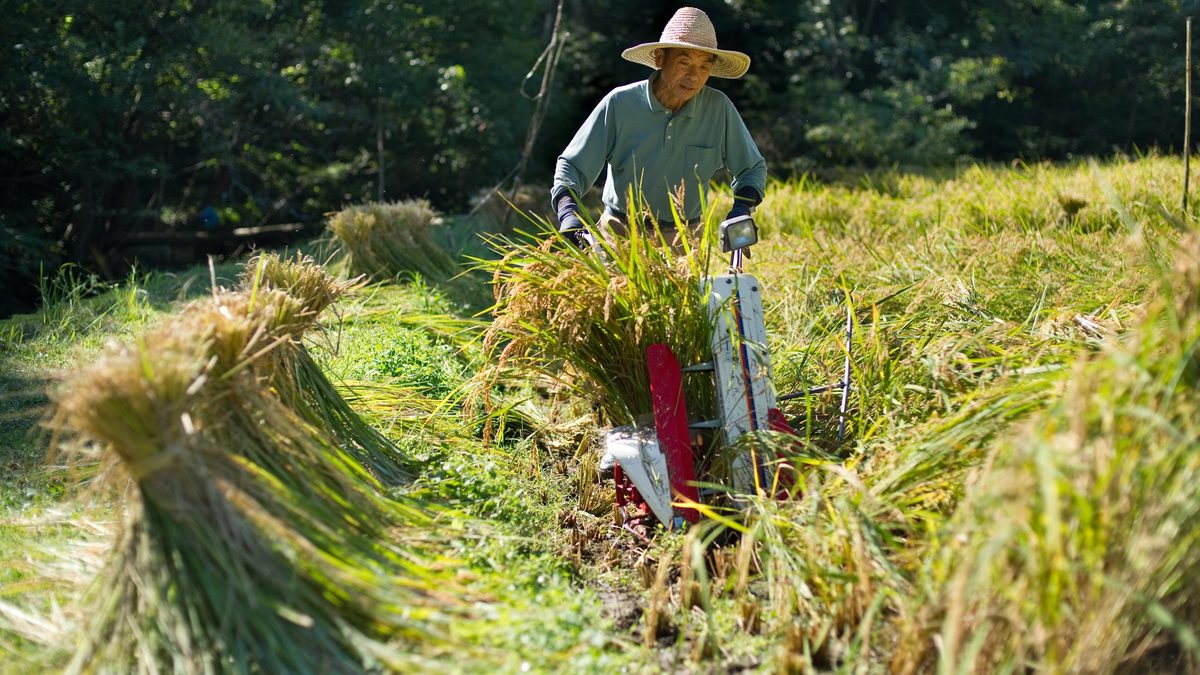 コメ高騰と外国米シフト：農家と消費者を襲う影響とは
