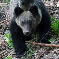 熊出没時の発砲拒否が認められた理由とは？