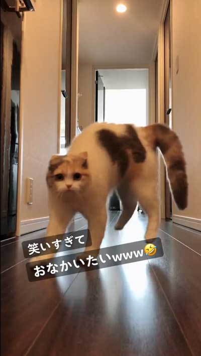 猫の新たなトレンド！やんのかポーズとその後の不思議なフェードアウト