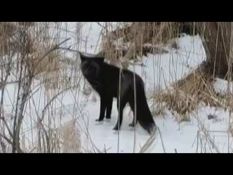 新年の神社で目撃！黒いキタキツネの謎とは？