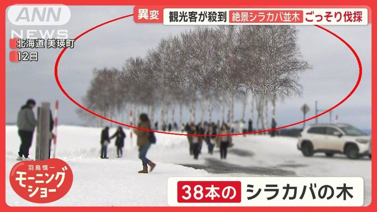 なぜシラカバは伐採されたのか? 美瑛の景観を守るための提言