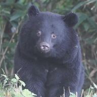 秋田・岩手で警察官がクマを駆除！ライフル銃の運用開始