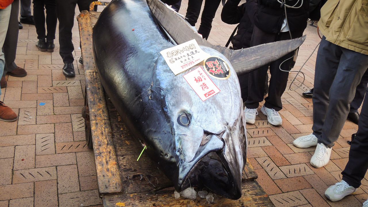 豊洲市場初せり：2億700万の青森県大間産クロマグロがもたらす意味とは