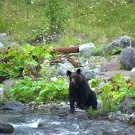 ヒグマを巡るクレーム電話、新たな解決策が浮上！