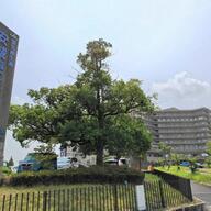 患者の命を守るために：呼吸器管理の重要性