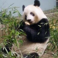 新たなパンダ貸与がもたらす日中友好の未来