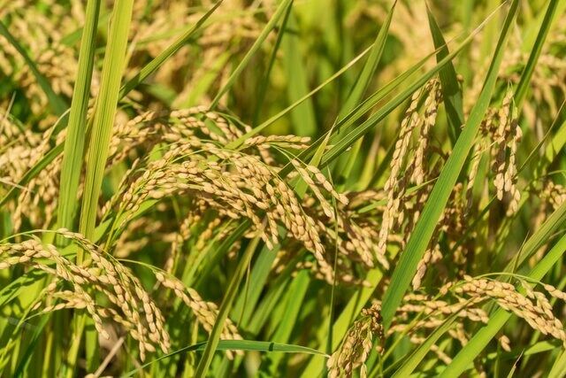 なぜコメは高い？農家が直面する厳しい現実とは