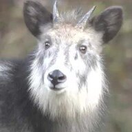 70代男性がニホンカモシカに角で突かれた!? 散歩中の衝撃 incident