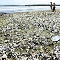 海水浴場開設中止！宮城県のカキ殻問題を追う