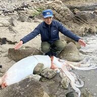 驚愕の漂着！豊岡市の海岸に現れた巨大ダイオウイカ