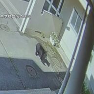 クマが中学校に進入！副校長が生徒を守った勇気の物語