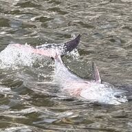臼杵市の川に現れたマグロの謎！住民が驚愕した真相とは？