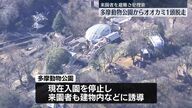 多摩動物公園でオオカミが脱走！来園者はどうなる？
