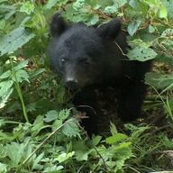 クマ被害の現状と対策：過去最多の死者数にどう立ち向かうか
