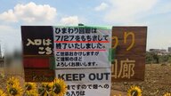 千葉・習志野市のひまわり回廊が消えた理由とは？