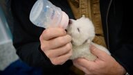 ゲノム編集で甦る！絶滅した「ダイアウルフ」の挑戦