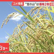 コメの収穫量が倍増したのに価格は高いのは？