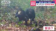 酒を酌み交わす？チンパンジーの珍しい宴会シーン
