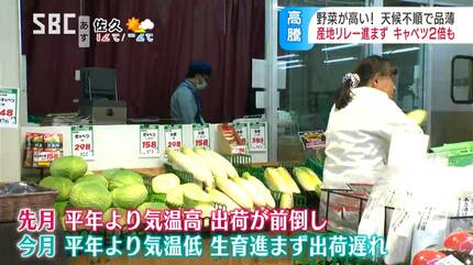 急上昇する野菜価格：キャベツ・ハクサイが平年の3倍！