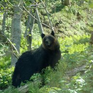 ヒグマ事故の原因はクマスプレーが効かないから？