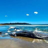 千葉の海岸に座礁したクジラ4頭の謎を解明する