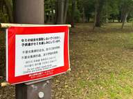 食用目的でのセミ幼虫乱獲、都内公園の現状