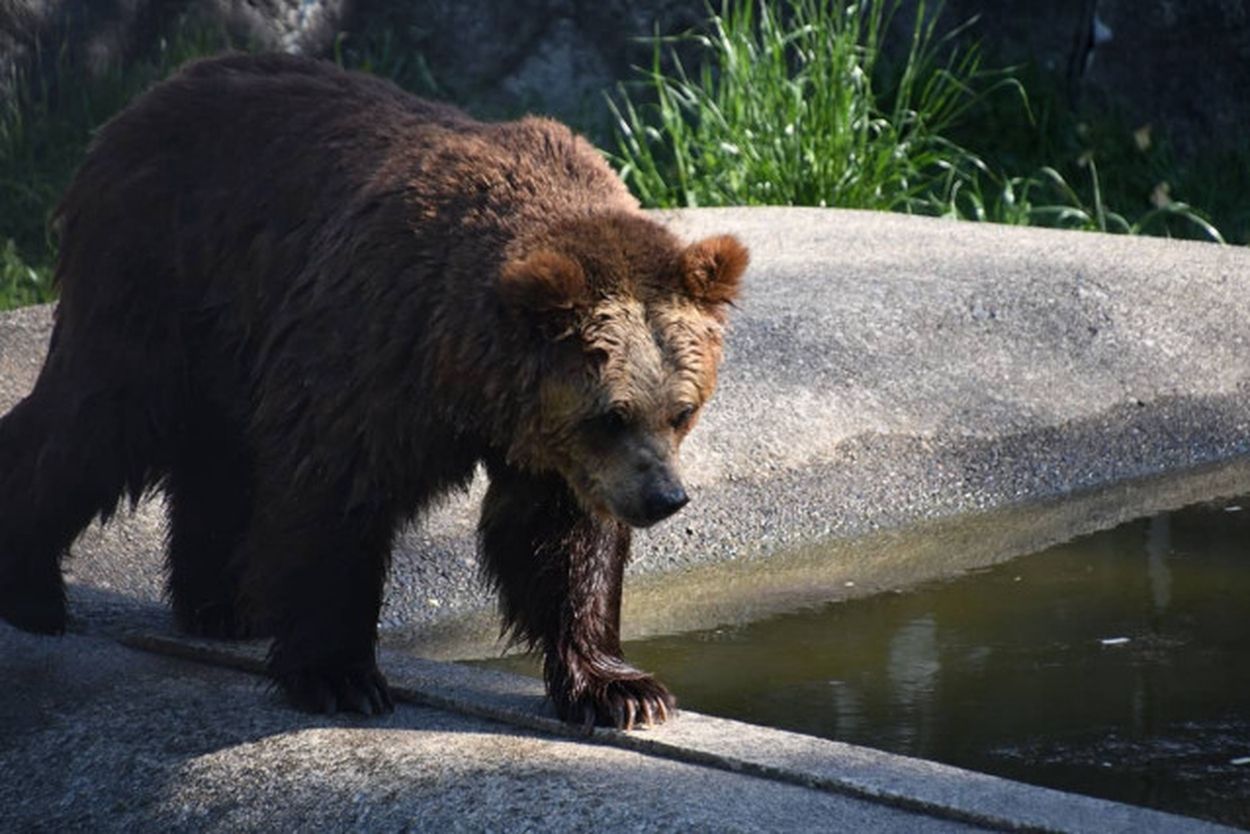 秋田市の肉売り場を荒らすスーパークマ：地域住民の声と影響を探る