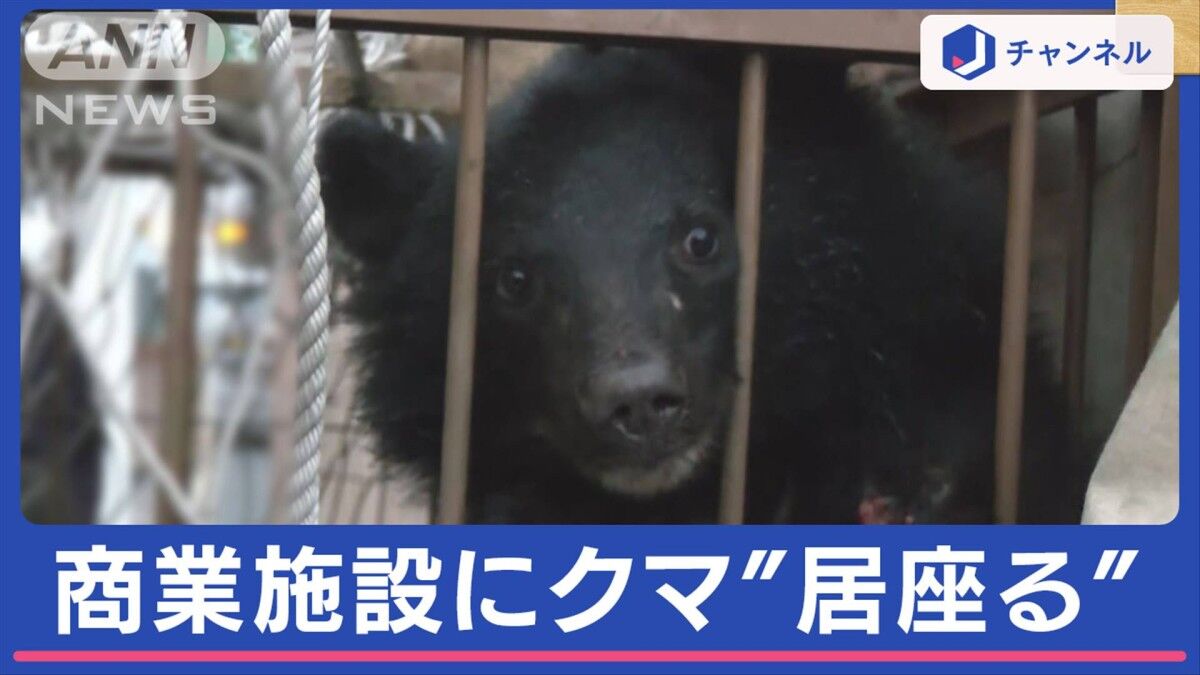 秋田市のスーパーでクマが居座る！日常が混乱する現場を追う