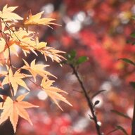 3連休の箱根観光！紅葉と渋滞を楽しむ方法