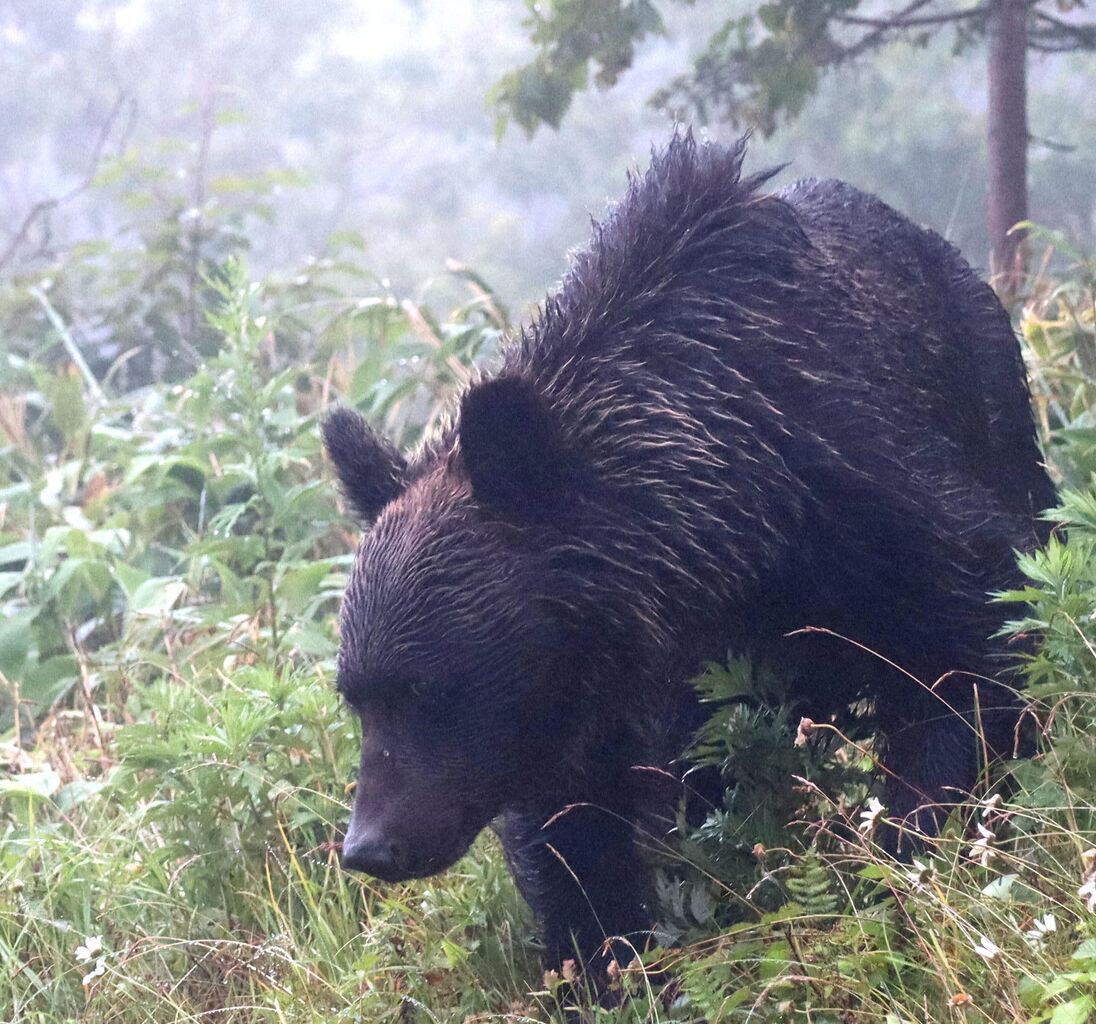 緊急狩猟拡大の背景：クマによる人的被害とその対応策