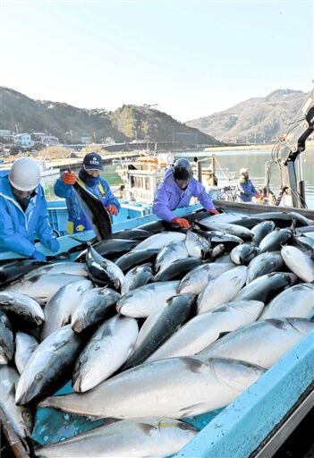 過去最高の寒ブリ漁獲量と地元経済への影響