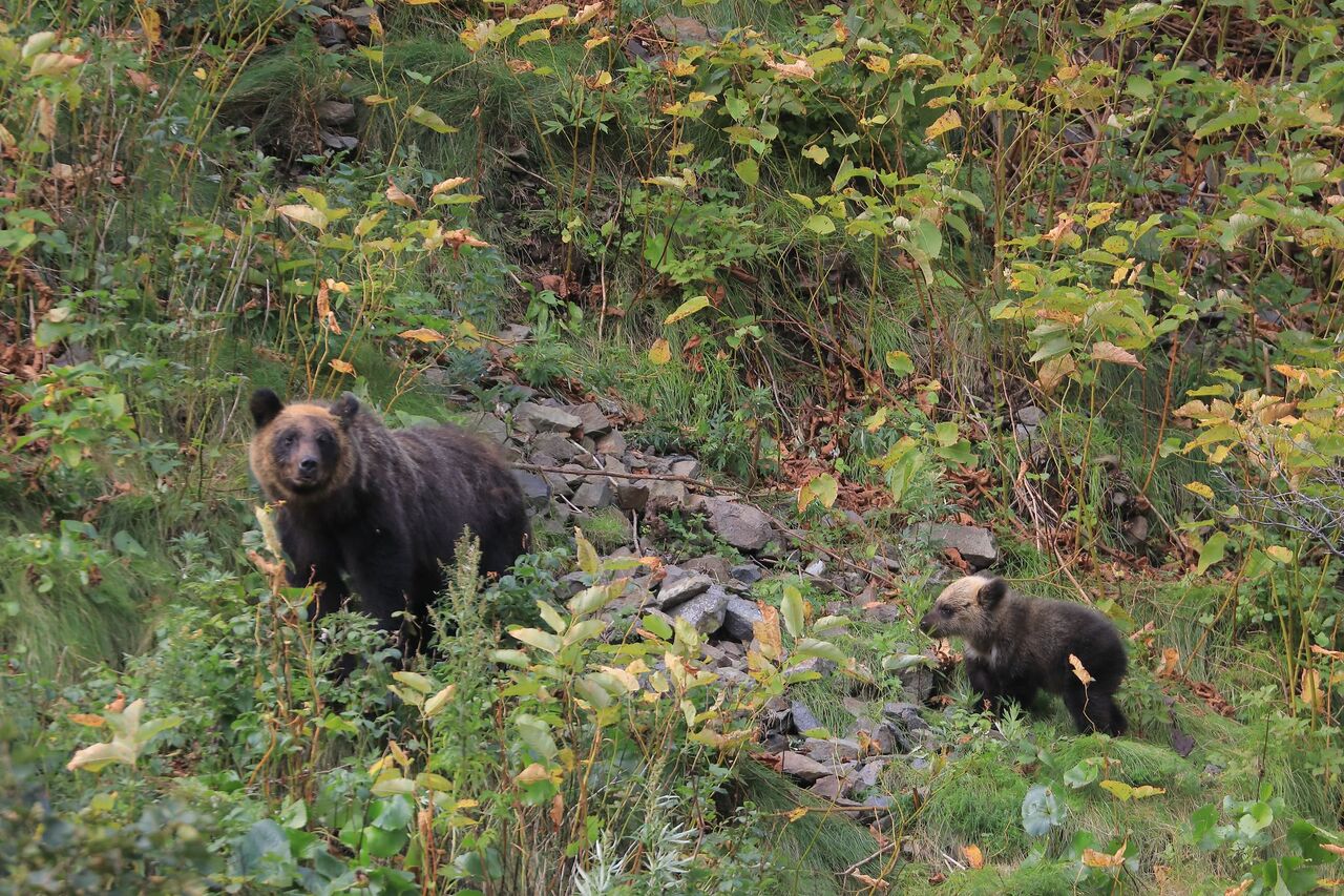ヒグマ駆除の公表がもたらす影響と自治体のジレンマ